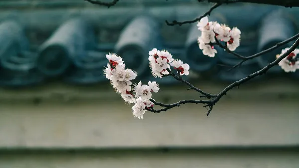 哪种花在古代被称为