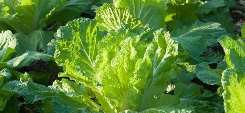 东北地区的酸菜通常以哪种蔬菜作为原料?-2023支付宝蚂蚁庄园11月10日每日一题答案(2)