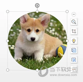 WPSPPT怎么把图片变成圆形 裁剪操作了解下
