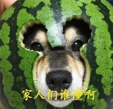 家人们谁懂啊怎么配音 家人们谁懂啊表情包一览-应用教程