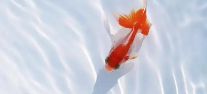 有人说金鱼喂食时不能喂太多,喂多了会撑死,这是真的吗?-2023支付宝蚂蚁庄园10月28日每日一题答案