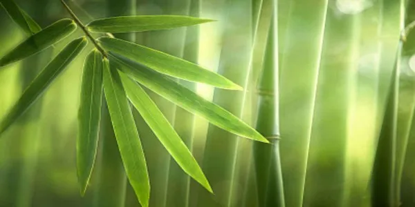 外直中通襟怀若谷形容的是哪种植物呢-2022支付宝蚂蚁庄园11月26日每日一题答案(2)