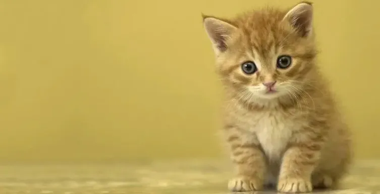 猜一猜:猫咪尝不出什么味道-2023支付宝蚂蚁庄园7月30日每日一题答案