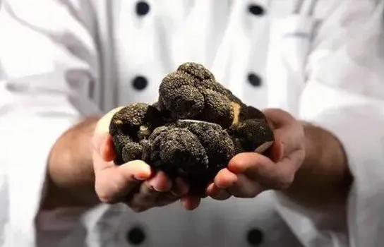 珍贵食材松露属于哪类食物-2023支付宝蚂蚁庄园5月4日每日一题答案