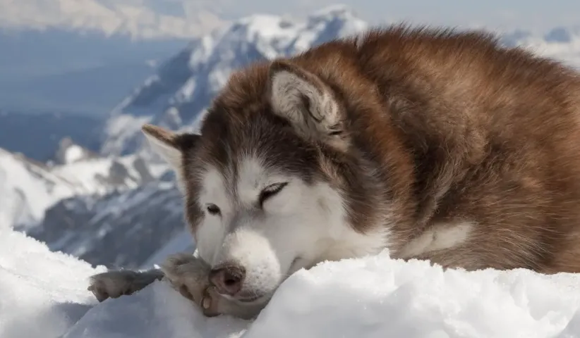 猜一猜:名犬