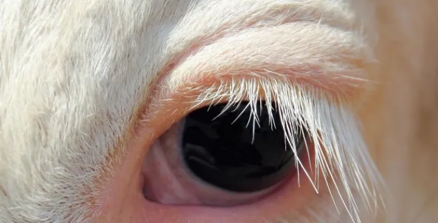 猜一猜:在牛的眼中,能看到什么颜色?-2023支付宝蚂蚁庄园8月9日每日一题答案(2)