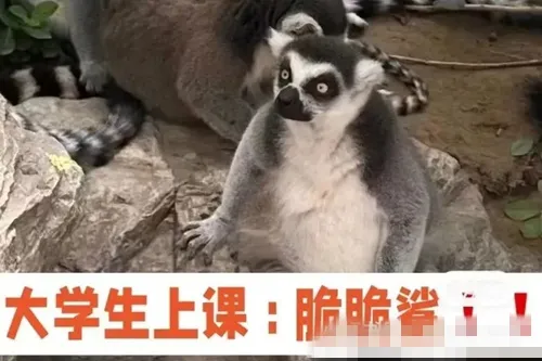 脆脆鲨大学生梗意思介绍-应用教程