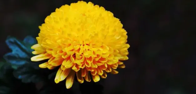 以下哪种花卉有花中隐士之称?-2023支付宝蚂蚁庄园11月16日每日一题答案(2)