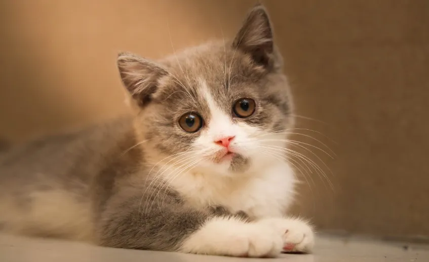 考考你的观察力猫咪会出汗吗-2023支付宝蚂蚁庄园3月3日每日一题答案(2)