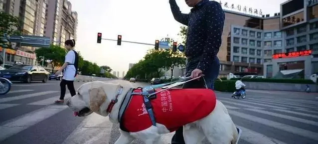 导盲犬是通过红绿灯的颜色来判断能否过马路吗?-2023支付宝蚂蚁庄园10月17日每日一题答案(2)