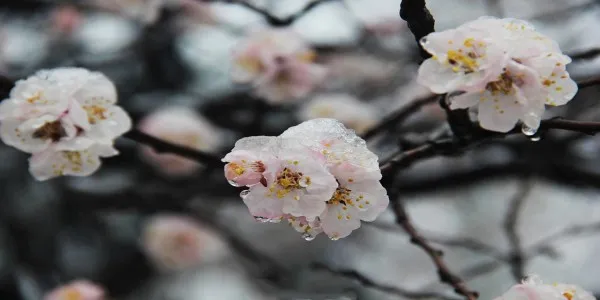 俗话说大雪不冻惊蛰不开大雪节气不上冻明年可能会出现什么现象呢-2022支付宝蚂蚁庄园12月7日每日一题答案