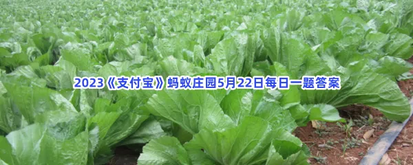 人们常吃的橄榄菜主要是什么菜-2023支付宝蚂蚁庄园5月22日每日一题答案