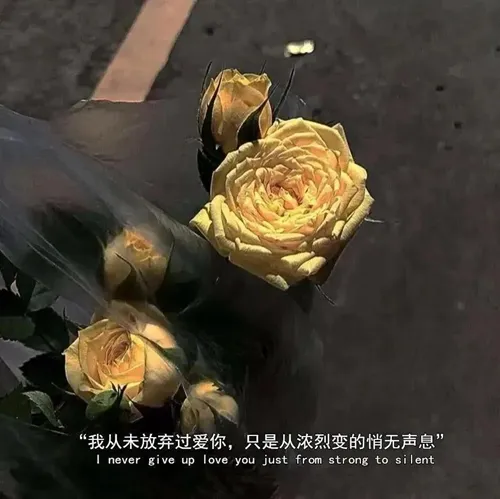 我从未放弃过爱你只是从浓烈变得悄无声息图片-应用教程