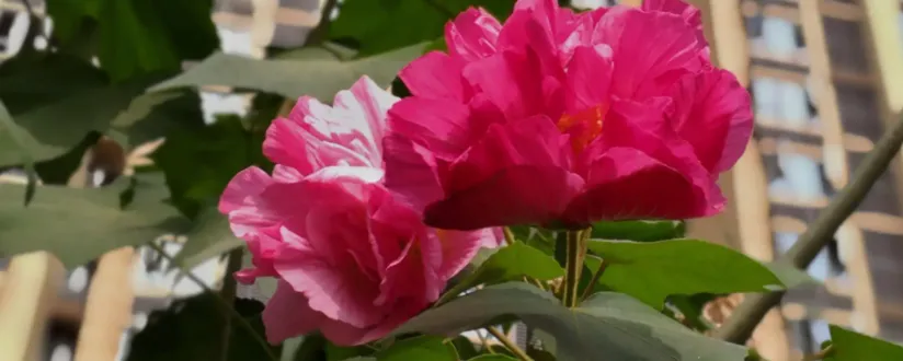 我国哪个省份在古代有芙蓉国的美称?-2023支付宝蚂蚁庄园11月14日每日一题答案(2)