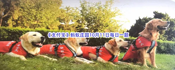 路上遇到导盲犬可以投喂食物和抚摸吗-2022支付宝蚂蚁庄园10月11日每日一题答案