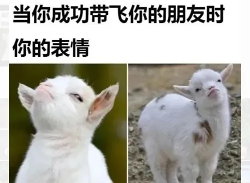 当你成功带飞你的朋友时表情包-应用教程