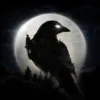 night crows夜鸦下载-night crows夜鸦手机版下载v1.0.28