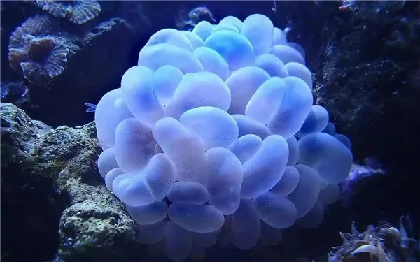 神奇海洋1月21日答案2025-气泡珊瑚在什么时间会鼓起来