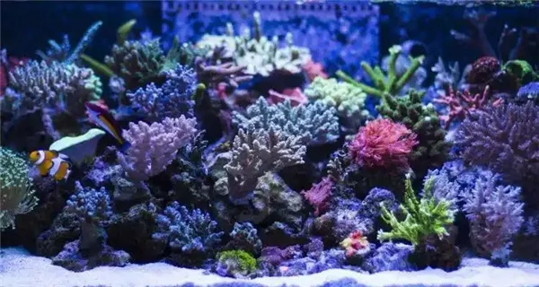 神奇海洋1月22日答案2025-考考你皮革珊瑚属于珊瑚中的
