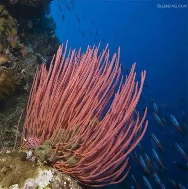 神奇海洋1月23日答案2025-人们俗称的海鞭是以下哪种海洋生物