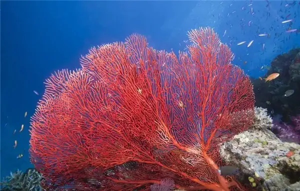 神奇海洋1月23日答案2025-人们俗称的海鞭是以下哪种海洋生物