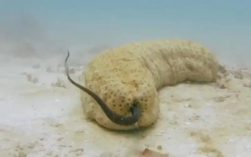 神奇海洋1月26日答案2025-哪种海洋生物寄居在海参体内