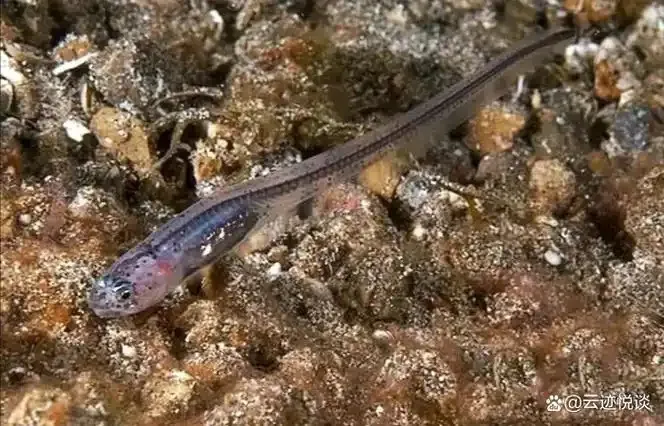 神奇海洋1月26日答案2025-哪种海洋生物寄居在海参体内