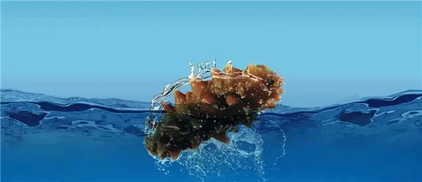 神奇海洋1月27日答案2025-以下哪种海洋生物被称为海中清道夫