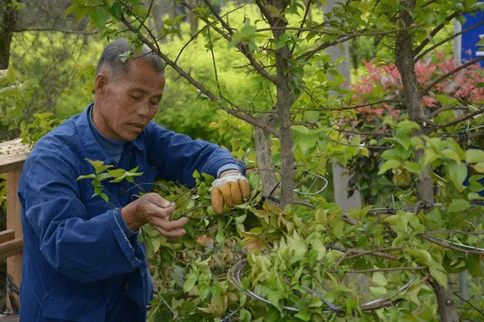 蚂蚁新村正确答案2月3日2025-以下哪种职业被称为植物雕塑家