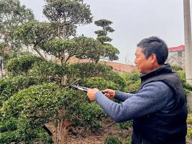 蚂蚁新村正确答案2月3日2025-以下哪种职业被称为植物雕塑家