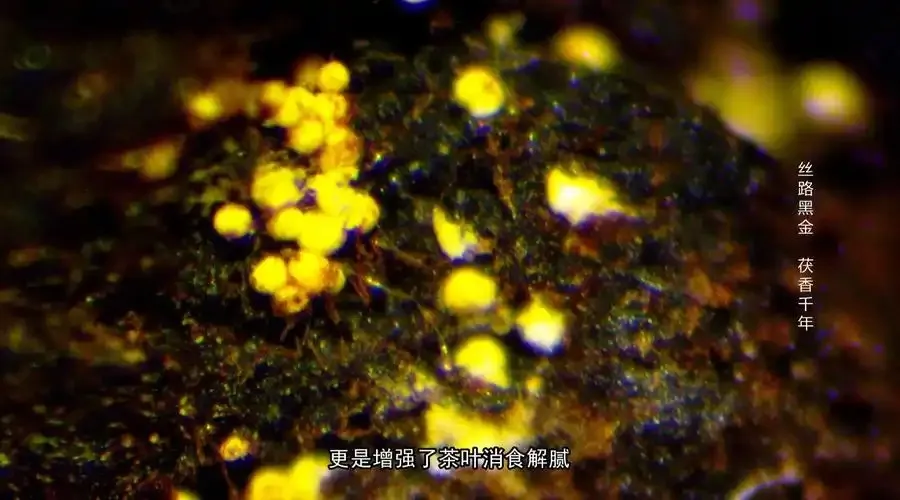 蚂蚁新村2月14日答案最新2025-以下哪种传统非遗有丝路黑金的美称