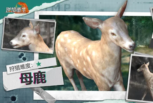 逆境重生母鹿怎么抓 逆境重生母鹿抓捕攻略