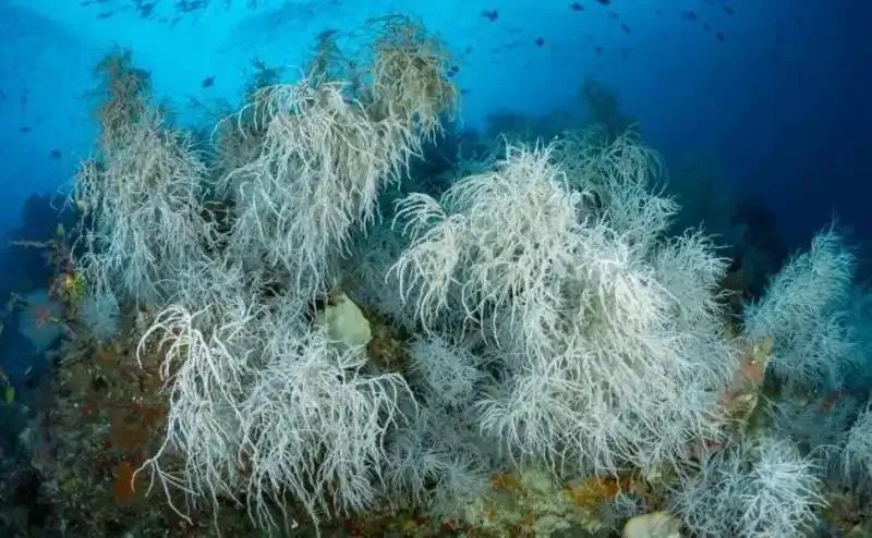 海柳通常指的是以下哪种海洋生物-神奇海洋2月25日答案最新2025