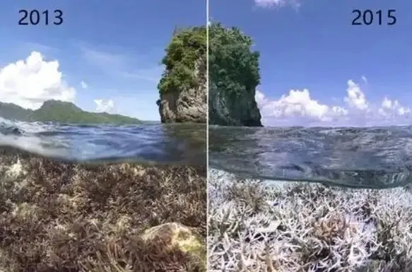 海洋酸化主要是由于以下哪种气体引起的-神奇海洋3月3日答案最新2025