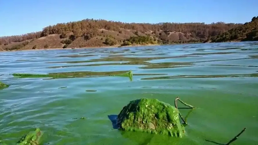 海洋酸化主要是由于以下哪种气体引起的-神奇海洋3月3日答案最新2025