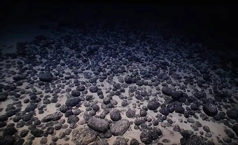 以下哪种海洋环境中的食物链被称为黑色食物链-神奇海洋3月7日答案最新2025