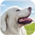 塔特拉牧羊犬模拟器下载-塔特拉牧羊犬模拟器手机版下载v1.1.6